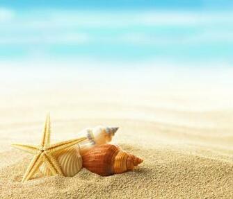 Sea Beach Sand Seashells Shells Summer Wallpaper