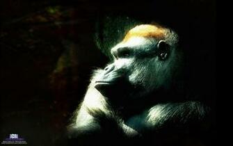 Ape Wallpaper