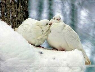 Snow Birds Imagepk