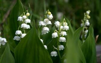 Lily Of The Valley Wallpaper High Quality Pictures