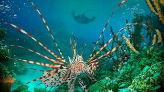 Under The Sea 3d Wallpaper