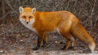 Red Fox Of Island Beach State Park New Jersey 4k HD Desktop