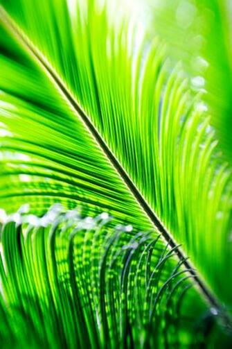 Green Palm Leaf iPhone 4s Wallpaper And Background