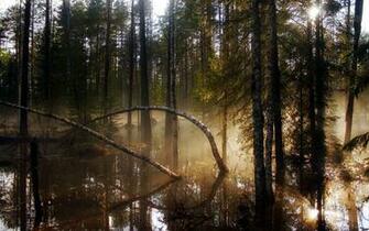Fantastic HD Swamp Wallpaper HDwallsource