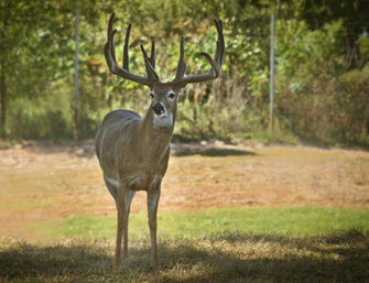 Monster Whitetail Deer Buck Wallpaper These Bucks Are Full Of Life