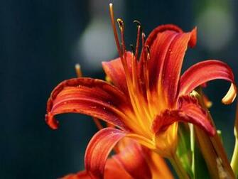 Flowers Wallpaper Red Lilies