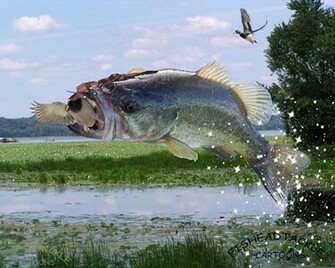 Bass Wallpaper