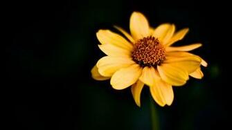 Awesome Yellow Macro Wallpaper