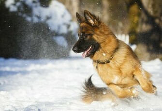 Snow German Shepherd Wallpaper