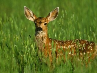 Deer Screensaver Screensavers