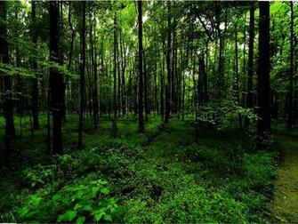 Deep Forest Path Wallpaper The