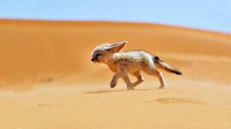 Fennec Fox Algerian Sahara Algeria Dz Wallpaper