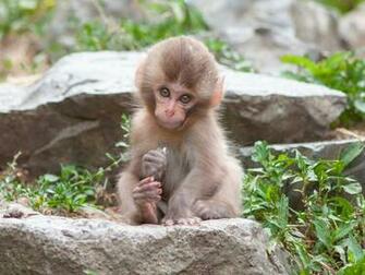 Pictures Of Baby Monkeys Wallpaper In HD