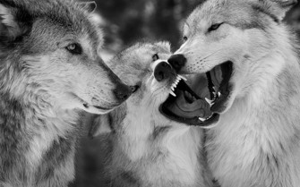 Wolf Background