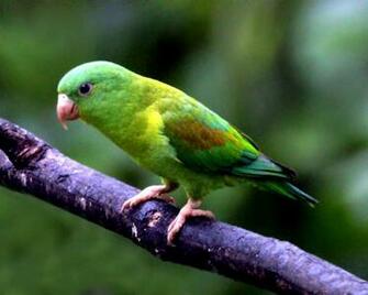 Parakeet Wallpaper