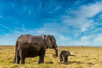 African Bush Elephant 4k Ultra HD Wallpaper