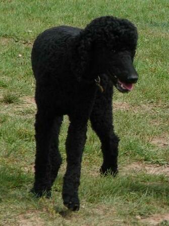 Black Standard Poodle By Fantasystock