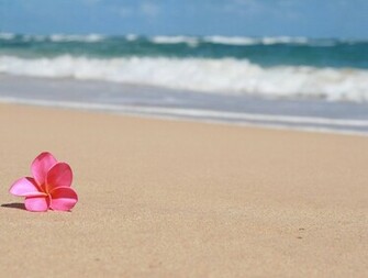 Frangipani Plumeria Tropical Flower On Sandy Beach Hawaii Hq Wallpaper