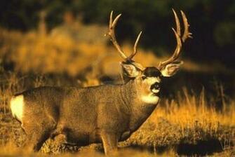 Monster Bucks Wallpaper