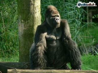 Sfondo Gorilla A Riposo Gratis Per Il Desktop Del Pc