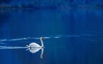 Animal Swan Lake Photo Photos Pictures