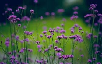 Flower Wallpaper Mysterious Purple Small Flowers Desktop Wallpapern
