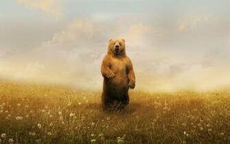 HD Grizzly Bear Wallpaper W