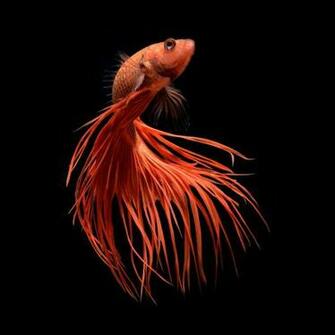 iPhone 6s Announced With Betta Background Live Tropical Fish