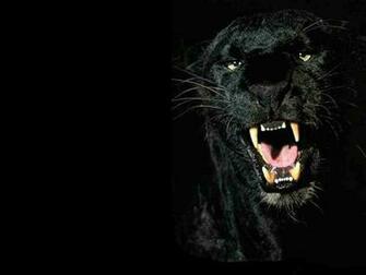 Animals Zoo Park Black Panther Wallpaper Hq