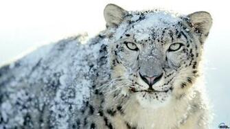 Wallpaper Snow Leopard X HDtv 1080p Desktop