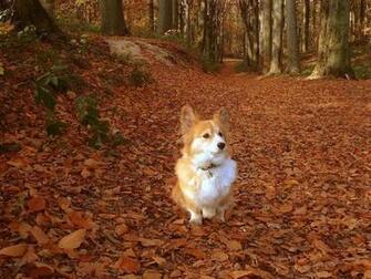 Welsh Corgi Desktop Wallpaper