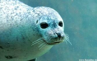 Seal Wallpaper Cute And Giant Seals HD