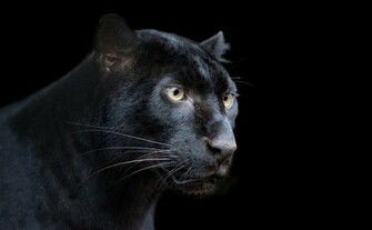 Panther Leopard Wolf Black Background Wallpaper