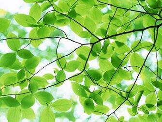 Bark Of A Tree Pleasant Green Leaves Ppt Background For Your
