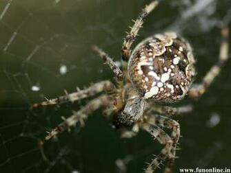 Spider Wallpaper Poisonous And Deadly Spiders HD