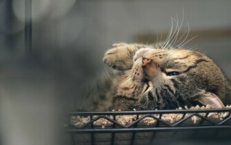 All HD Image Cool Cats Wallpaper