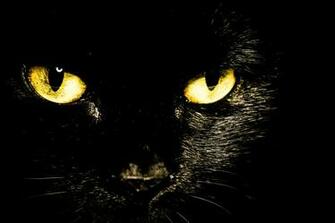 Cat Wallpaper Black Eyes Galaxy Note Edge Quad