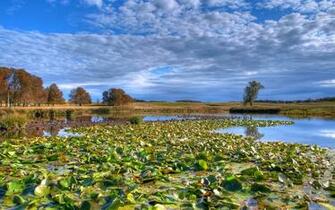 Fantastic HD Swamp Wallpaper HDwallsource