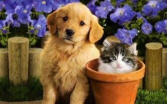 Flowers Puppies Kittens Wallpaper