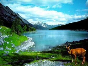 Wildlife Wallpaper Nature Animal By Best HD