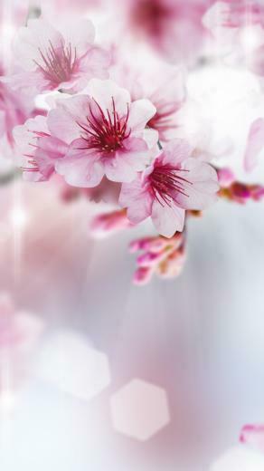 Peach Pink Theme iPhone Plus Wallpaper HD
