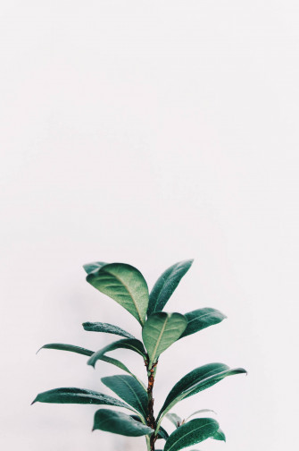 Sage Green Aesthetic Wallpaper