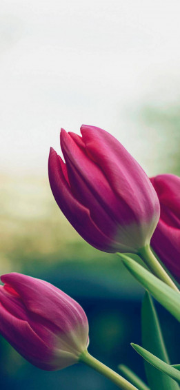 Flower Wallpaper For Mobile HD