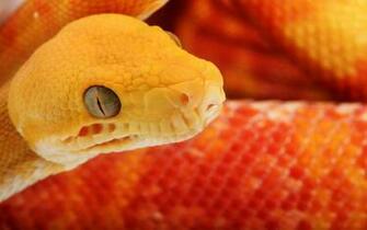Snake Wallpaper Venomous Orange HD