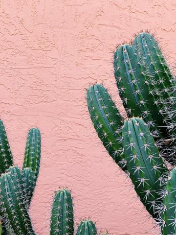 Cactus Wallpaper Coral Background Plants