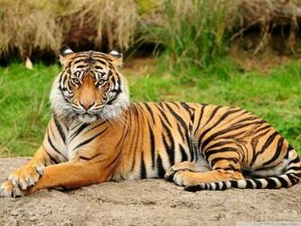 Tiger HD Desktop Wallpaper At Wallpaperbro