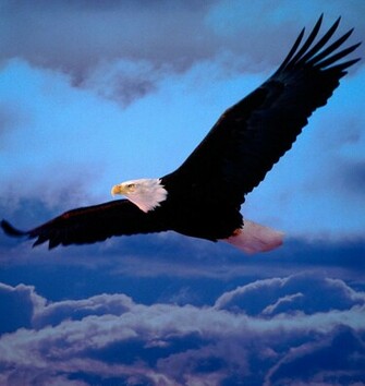 Desktop Wallpaper S Animals Huge Collection Of Amazing
