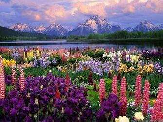 Desktop Wallpaper Flowers Background Grand Teton And Wild