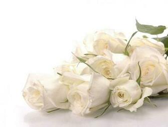White Rose Wallpaper