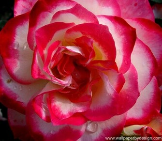 Rose Wallpaper